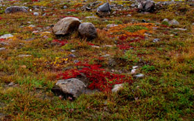 Tundra — Definitions, Canadian citizenship test flashcard